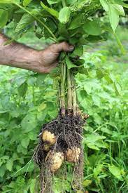 How To Grow Potatoes Growing Potatoes Potato Gardening Planting Potatoes