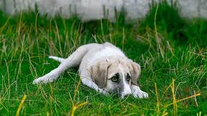 It's alot like the dog's parvo virus but only cats can get it. How Do Dogs Get Parvo Symptoms Treatment And Prevention Of Cpv