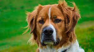 Pyrenees saint bernard mix mastiff saint. Saint Bernard Mixes 15 Beautiful Crossbreeds With Pictures