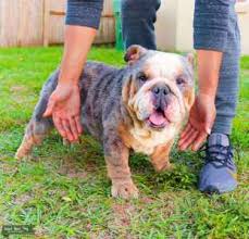 The cost of your french bull dog will depend on a multitude of factors such as colour, age and breeders geographic location. Stud Dog Akc Rare Beautiful Blue Tri Merle English Bulldog For Stud Service Breed Your Dog