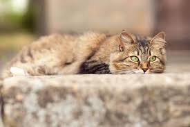 Ich würde bis morgen warten, vielleicht schläft sie durch. Zugelaufene Katze Will Nicht Mehr Weg Was Tun Tractive