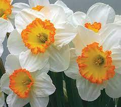 Pin On Plants Bulbs Seeds Edible Veggies