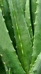 Make sure this fits by entering your model number. Hardy Aloe Vera Plant Buy Online Uk Barbados Aloe Succulent