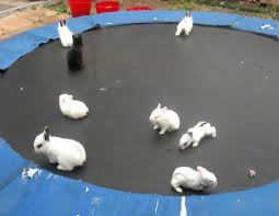 Maybe you would like to learn more about one of these? Really Cute Baby Bunnies For Sale Amazing Wallpapers Real Cute Real Bunnies For Sale 1152x892 Wallpaper Teahub Io