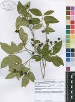 Image result for Cleistanthus schlechteri