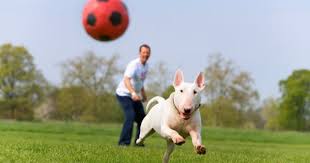 Pin On Dogs Keeping Fido Fit