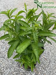 Image result for Cestrum nocturnum
