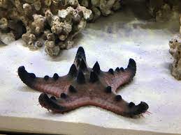 Chocolate Chip Starfish It Is Dying Reef2reef Saltwater And Reef Aquarium Forum