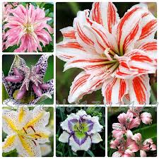 Lily Graines Pas Cher Parfum De Lys Graines 20 Couleurs Rare Lily Fleur Jardin Des Plantes Melange De Differentes Varietes 100 Pcs Con Imagenes Lirios Flores Lirios Jardin De Flores