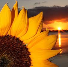 We did not find results for: Sunflower Sunset Shutterbug