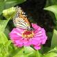 Little Sprouts in the Garden: Pollinator Story Trail event image