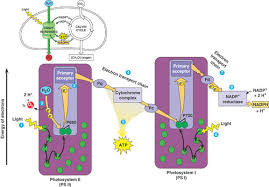 Maybe you would like to learn more about one of these? Photosynthesis And Cellular Respiration Review Flashcards Quizlet