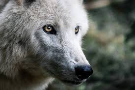 They are usually shy and cautious the most common type of wolf is the gray wolf, or timber wolf. Wolves In The Wild What Is Life Like In A Wolf Pack How It Works