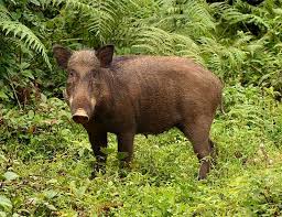 See more ideas about wild boar, boar, wild pig. Wild Boar Life Expectancy