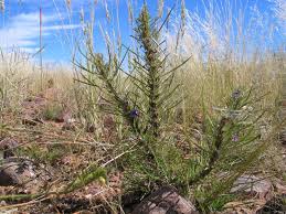 Image result for Aptosimum lineare