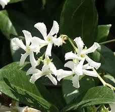 Confederate jasmine vines are ideal for use to climb along the top of fences, on a trellis, on a mailbox, or over an arbor or any other structure that might benefit from or support this magnificent. Star Jasmine Vine Plant Confederate Jasmine Trachelospermum Jasminoides Highly Fragrant Buy Online In Mongolia At Mongolia Desertcart Com Productid 69991010