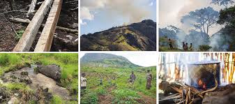 Image result for Anisopappus kirkii