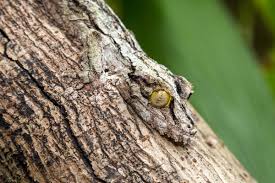 Image result for camouflage