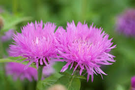 Image result for Centaurea praecox