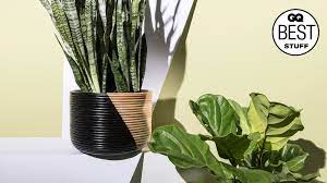 What are the best low maintenance house plants? 12 Best Indoor Plants That Even You Can T Kill Gq