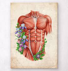 What are the external parts? Mannliche Rumpfmuskeln Vintage Anatomie Poster Codex Anatomicus