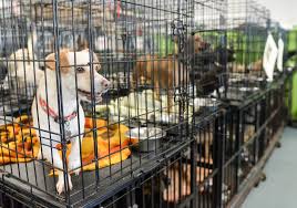 #11 best value of 13 pet friendly hotels in chico. Wags And Whiskers Shelter Policies Affect Community Lives Of Dogs Chico Animal Shelter Claims Chico Enterprise Record