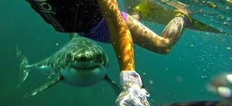 Shark attack is in the roblox top adventure games book. Shark Safety Tips Everything You Need To Know About Shark Attacks