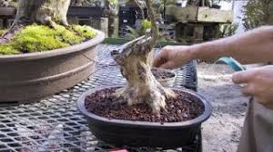 Learn how to grow and care for them with this helpful guide. What Is Crepe Myrtle Bonsai Care Guide Youtube