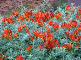 Image result for Lotus becquetii