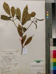 Image result for Tarenna pavettoides