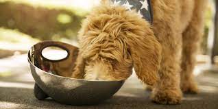 Products infected with salmonella are a threat to both people and pets. There S A Huge Dog Food Recall Due To Salmonella Risk To Pets And People Self