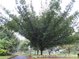 Image result for Pentadesma