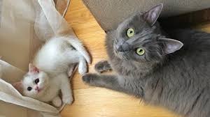 Nebelung Kedi Klubu