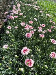 Image result for Dianthus