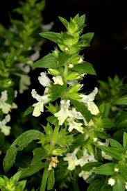 Image result for Syncolostemon linearis