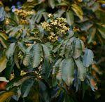 Image result for Trichilia capitata