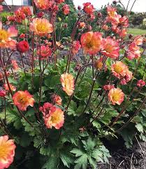 Geum Mango Top Stauden Online Kaufen Pflanzen Winterharte Stauden Pfirsichbaum