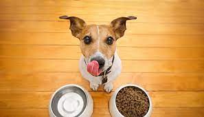 Production Of Pet Food For Cats And Dogs Leaves A Considerable Carbon Paw Print