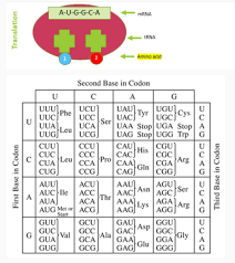 using the chart translate the mrna into amino acids amino