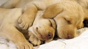 Golden Retrievers Sleeping My Doggy Rocks