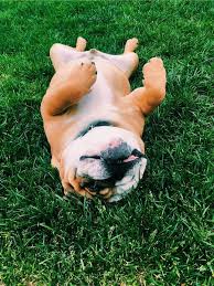 P I N Andreamejicanooffi Cute Animals Animal Lover Animals