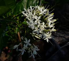 Image result for Pavetta cataractarum