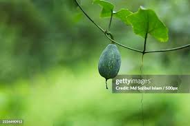 Image result for Coccinia