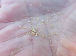 Image result for Eragrostis tef
