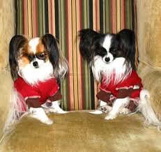 Find the right dog and live happy today. A Circle Of Love Family Farm And Papillon S Home Facebook