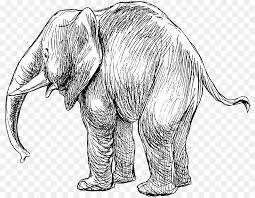 Gajah merupakan hewan terbesar dari yang pernah ada. Gajah India Gajah Afrika Gambar Gambar Png