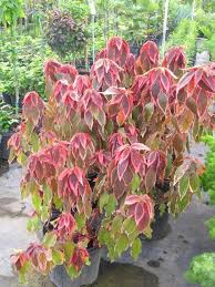 Image result for Acalypha volkensii