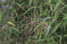 Image result for Panicum trichocladum