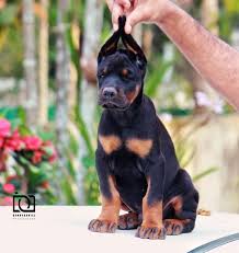 Puppies raised in the home. Doberman Puppies For Sale In Chennai Petbutty