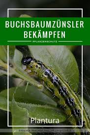 Buchsbaumzunsler Alles Rund Um Den Zunsler Buchsbaumzunsler Schadlinge Im Garten Pflanzenschutz